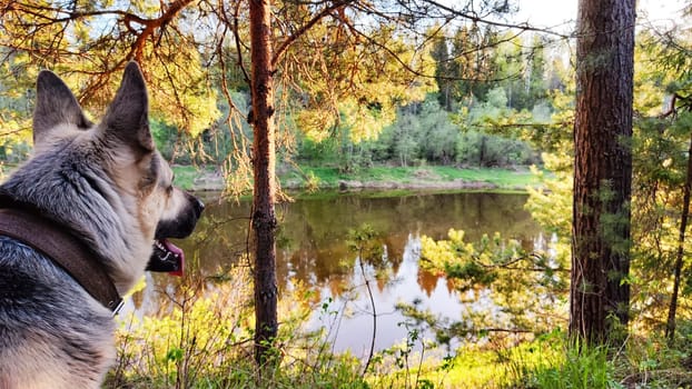 Dog German Shepherd in forest near water of river or like in autumn, spring, summer day. Russian eastern European dog, veo in nature landscape