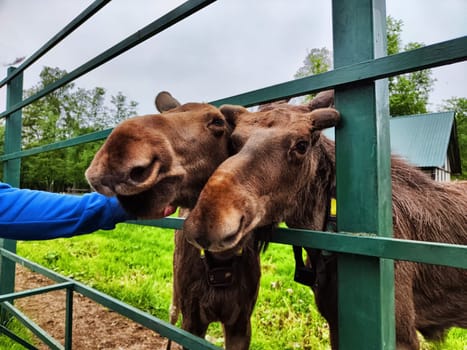 Moose at the special moose farm in Kostroma region in forest in Russia. Yound elk in zoo with visitors