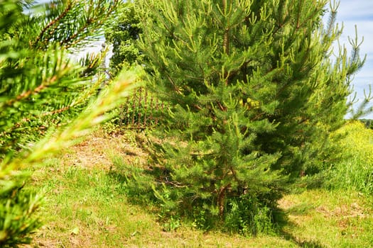 Spruce or pine in the forest on a summer, spring or autumn sunny day. Fir branch with needles. Background, location