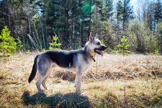 A large dog, the East-European Shepherd, is in nature on a sunny spring, autumn, or summer day. A German Shepherd is shown on walk in good weather