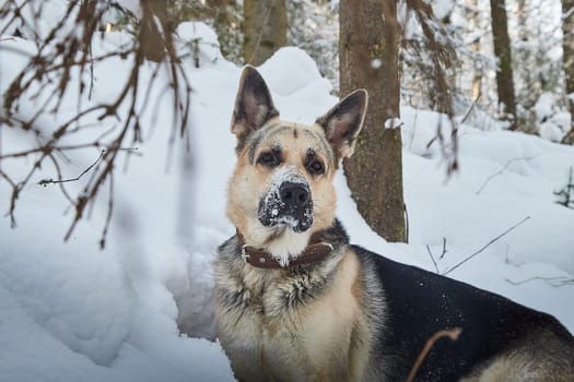 Dog German Shepherd outdoors in the forest in a winter day. Russian guard dog Eastern European Shepherd in nature on snow and white trees covered snow