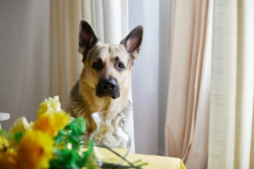 Dog German Shepherd inside of room with yellow flowers. Russian eastern European dog veo indoors