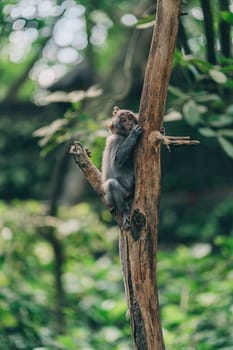 Close up shot of small hanging monkey on tree trunk on green nature background. Macaque on branch in ubud sacred monkey forest