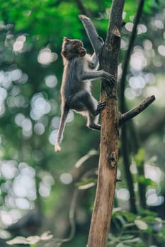 Close up shot of small hanging monkey on tree trunk on green nature background. Macaque on branch in ubud sacred monkey forest