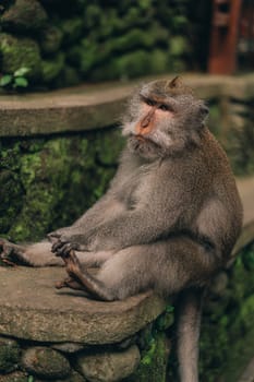 Close up shot of relaxed monkey sitting on green wall background.