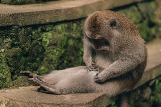 Close up shot of funny monkey sitting on green wall background.