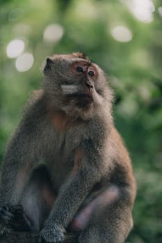 Close up shot of cute monkey sitting on wall in sacred monkey forest. Funny macaque resting in ubud monkey sanctuary