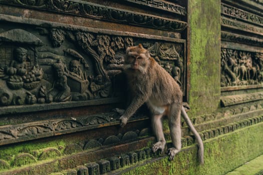 Macaque hanging on stone architecture wall in sacred forest monkey. Monkey climbing on balinese traditional stone carved sculpture