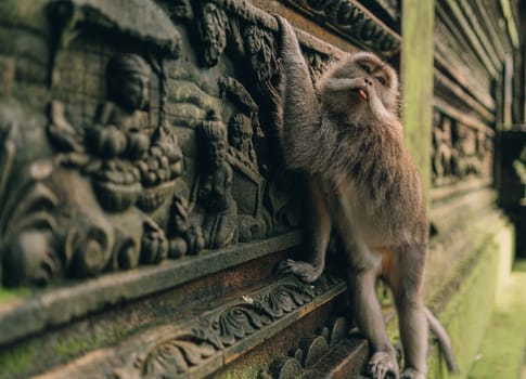 Macaque makes a face and sticks out his tongue, hanging on stone architecture wall in sacred forest monkey. Monkey climbing on balinese traditional stone carved sculpture