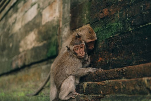 Two Macaques hanging on stone architecture wall in sacred forest monkey. Monkey climbing on balinese traditional stone carved sculpture