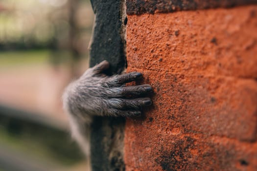 Close up shot of monkey hand on orange stone wall. Cute small hand of macaque on balinese architecture in sacred monkey forest