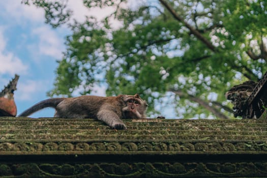 Cute monkey lying on stone wall in sacred monkey forest. Relaxed macaque on balinese architecture covered with moss