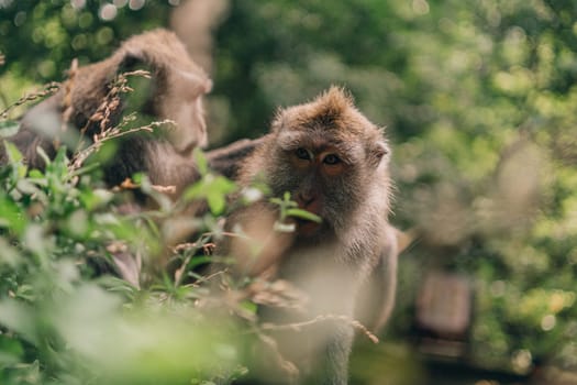 Close up shot of monkeys on green nature background. Macaques in sacred monkey park sanctuary