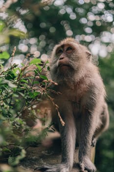 Close up shot of chill sitting monkey besind green plant. Macaque on stone wall in sacred monkey forest