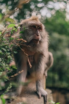 Close up shot of cute monkey sitting on wall in sacred monkey forest. Funny macaque resting in ubud monkey sanctuary