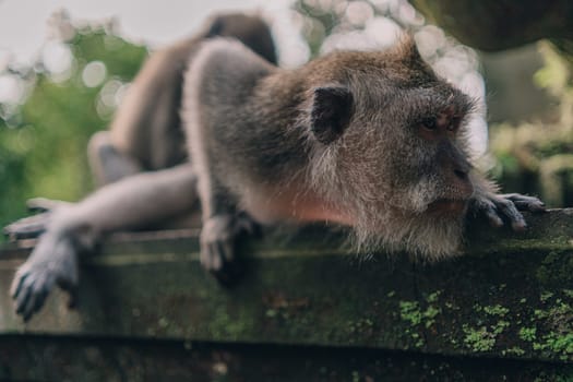 Close up shot of relaxed macaque on stone wall. Lying monkey on balinese sculpture in sacred monkey forest sanctuary