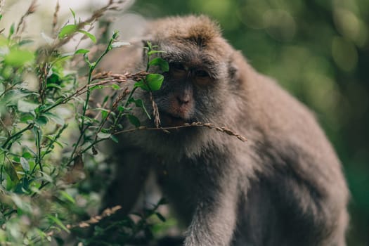 Close up shot of chill sitting monkey besind green plant. Macaque on stone wall in sacred monkey forest