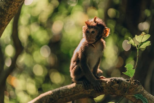 Close up shot of baby monkey sitting on tree branch with nature background. Little macaque in ubud jungle sacred monkey forest