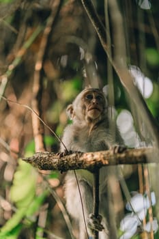 Close up shot of climbing monkey on tree with jungle nature background. Macaque hanging in sacred monkey forest sanctuary