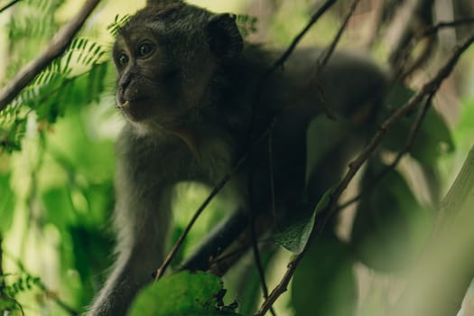 Close up shot of monkey sitting on tree with green nature background. Sacred ubud monkey forest sanctuary