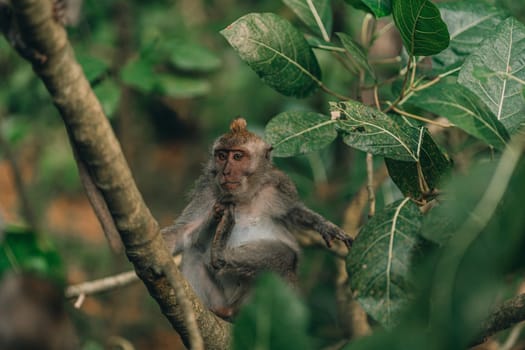 Close up shot of monkey sitting on tree with green nature background. Sacred ubud monkey forest sanctuary