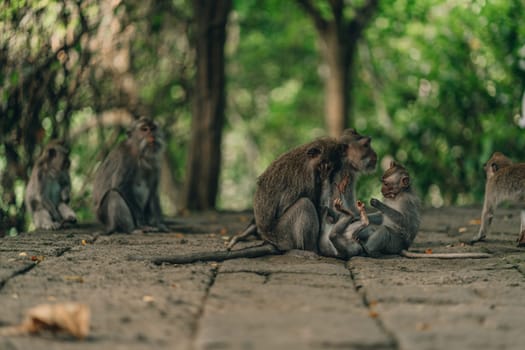 Close up shot of monkey family on green nature background. Sacred monkey forest sanctuary, group of macaques