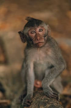 Close up shot of little monkey hanging on tree in monkey forest. Cute macaque climbing on bush branch