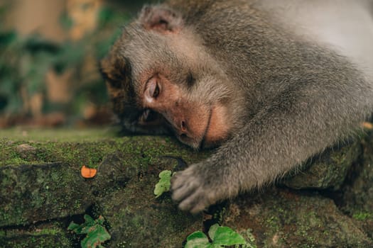 Close up shot of monkey admiring plant in monkey forest. Lying relaxed macaque in sacred monkey ubud sanctuary