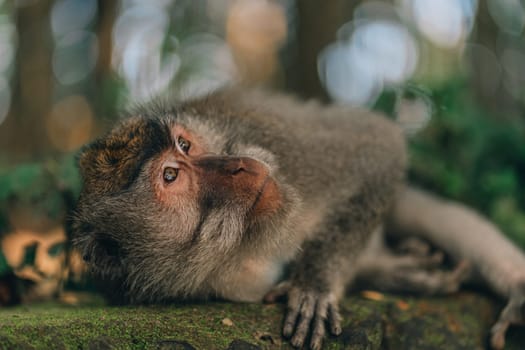 Close up shot of monkey admiring plant in monkey forest. Lying relaxed macaque in sacred monkey ubud sanctuary