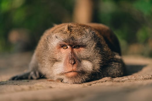 Close up shot of lying relaxed monkey watching careful. Macaque in sacred ubud monkey forest sanctuary