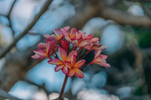 Close up shot of tropical rose flowers with tree background. Exotic balinese garden with beautiful pink blooming flowers