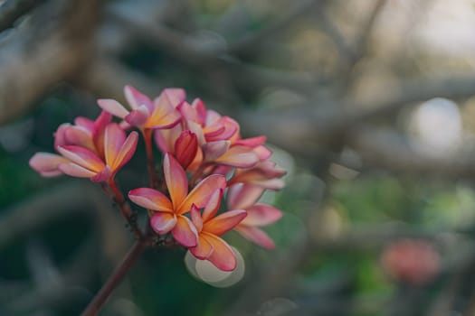 Close up shot of tropical rose flowers with tree background. Exotic balinese garden with beautiful pink blooming flowers