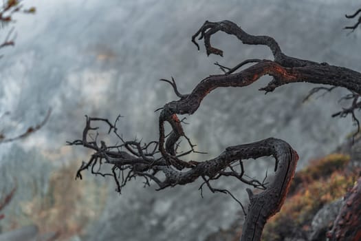 Close up shot of burnt tree branches with mountain nature background. Hills vegetation landscape view