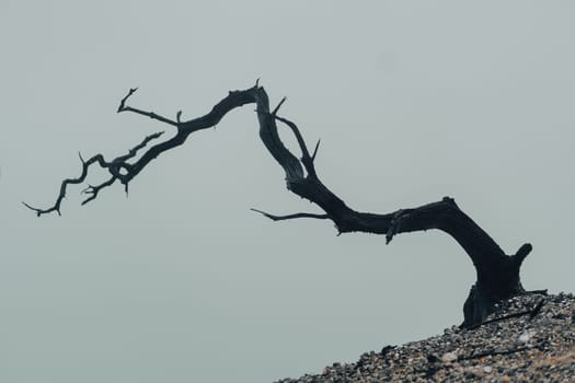 Close up shot of burnt tree branches with cold fog background. Hills vegetation landscape view.