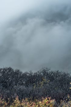 Landscape photo of hill vegetation in the fog. Mountain plants and trees botanicals in misty wild nature