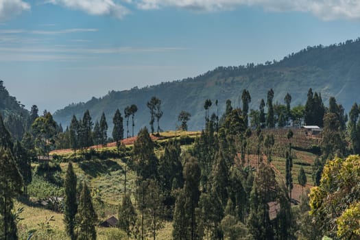 Landscape view of tropical forest nature. Balinese hills vegetation and trees, mountain forest