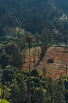 Landscape view of rice field plantation. Paddy fields, balinese agriculture and rice cultivation terrace