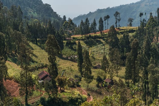 Landscape view of balinese garden and forest vegetation. Tropical hills trees and rice plantation