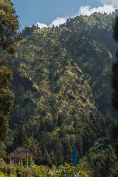 Tropical hills landscape with balinese vegetation. Indonesian rainforest and paddy fields