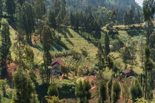 Landscape view of tropical forest nature. Balinese hills vegetation and trees, mountain forest