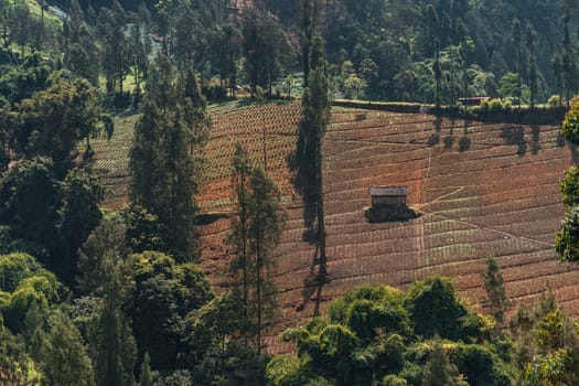 Landscape view of rice field plantation. Paddy fields, balinese agriculture and rice cultivation terrace