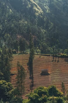 Landscape view of tropical forest nature. Balinese hills vegetation and trees, mountain forest