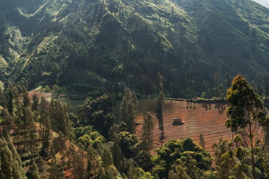 Landscape view of rice field plantation. Paddy fields, balinese agriculture and rice cultivation terrace