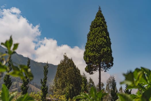 Close up shot of tropical tree with hills nature background. Balinese forest landscape with blue sky with clouds