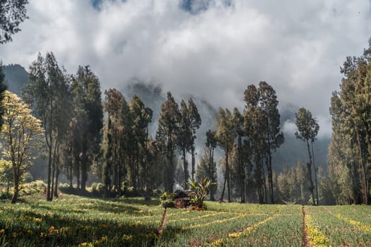 Rural tropical forest landscape with rice fields. Balinese agriculture land, paddy farming field