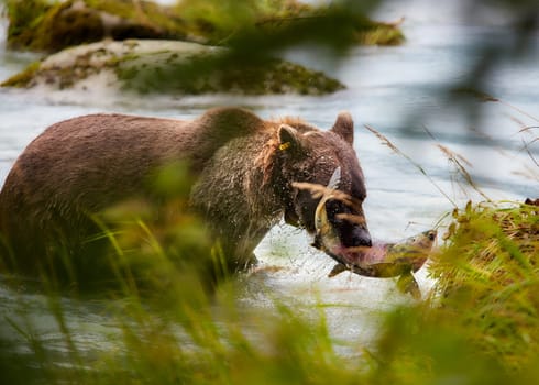 Grizzly bear looking for salmon in Alaska.