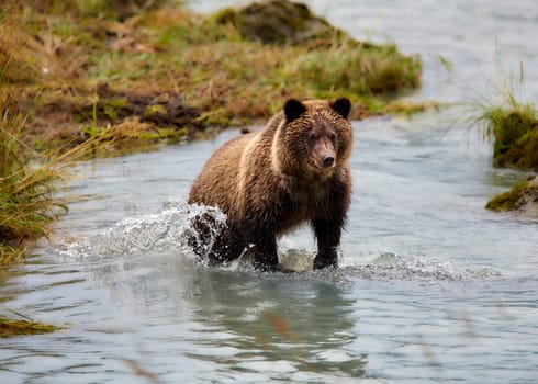 Grizzly bear looking for salmon in Alaska.