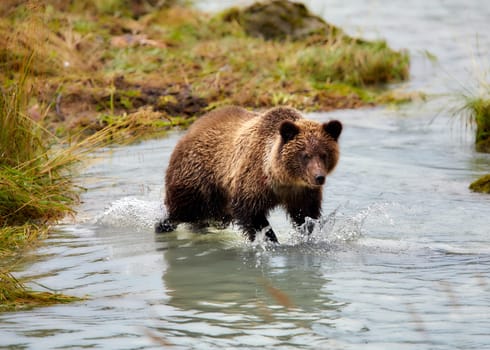 Grizzly bear looking for salmon in Alaska.