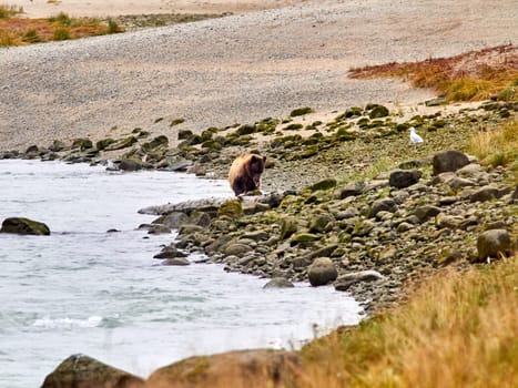 Grizzly bear looking for salmon in Alaska.