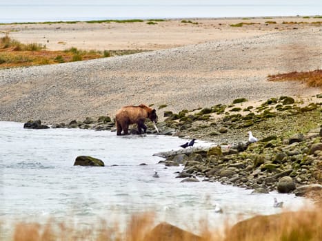 Grizzly bear looking for salmon in Alaska.